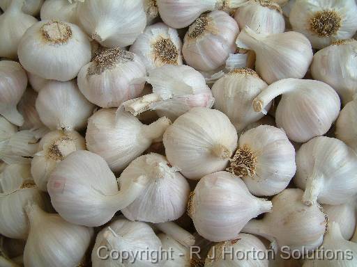 Garlic _2 